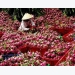 Long An aims to up dragon fruit exports