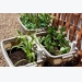6 giải pháp trồng rau sạch cho nhà chật