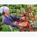 Vietnam to build upscale coffee brand