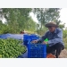 Vietnamese seedless lime sees great chance to enter Japanese market