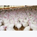 Turkey, poultry wastes could replace coal