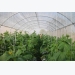 Growing crops in greenhouses to promote sustainability