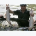 Pangasius, vegetable prices highly hike in Mekong Delta