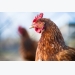 Laying hens stick to their own routine