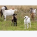 Position, function of goat antibody genes identified