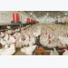 Breeding resistant chickens for improved food safety