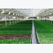 Greenhouse cultivation in Iran up 38%