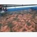 Innovative aquaponics system frugal with fluids