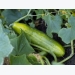 Tips for Planting and Growing Cucumbers