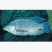 Cold-tolerant tilapia can weather winter’s chill