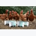Đi châu Âu học quy trình nuôi gà sản xuất trứng không nhốt lồng