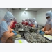 Vietnam able to master parent shrimp production