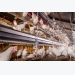 Impact on hen bone integrity in cage-free environments