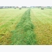 Making the most of grass silage