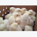 Poultry Summit discusses antibiotic challenges