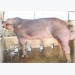 Một số chú ý trong chăn nuôi lợn đực giống vào mùa hè và một số bệnh lý sinh sản thường gặp
