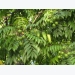 Kỹ thuật trồng cây sấu đơn giản, cho năng suất cao