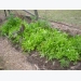 Lettuce Varieties – How to Grow Lettuce Plant