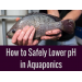How to Safely Lower pH in Aquaponics