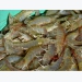Intensive production of Pacific white shrimp in a photo-heterotrophic, hypersaline system 2