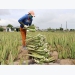 Ninh Thuan farmers strike it rich with aloe vera