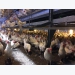 Reducing aggression and floor eggs in cage-free flocks