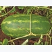 Give your watermelons the correct nutrient mix
