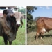 Genes identified that could lead to beef cattle improvement