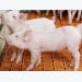 TGE-resistant pigs developed through gene editing