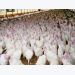 Minnesota finds H5N2 low-path avian flu in commercial turkey flock