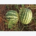 Planting watermelon seeds and seedlings