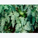 Managing leaf miners in tomato crops