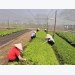 Organic fertilizer still not popular in Vietnam