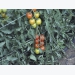 Growing tomatoes without stakes