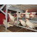 6 cage-free common pitfalls and how to avoid them