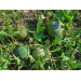 Growing watermelons – part 1