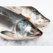 Salmon scientists collaborate on new global health initiative QASH