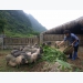 Tea pork farm makes a big hit in Ninh Bình