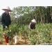 Nông dân Nghệ An trồng ớt chỉ thiên thu lãi hơn 130 triệu/ha