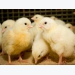 Black soldier fly meal may boost growth, survival of broilers
