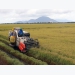 Southern region hits target for rice harvest