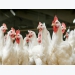 Understanding threats to poultry performance