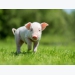 How can the prenatal phase influence the lifelong performance of a pig?