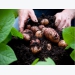 How to grow potatoes in a pot