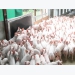 Vietnam becomes destination for pork imports