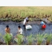 Cà Mau rice farmers set for bumper prawn harvest