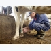 Transponders monitor cow activity to support lameness management