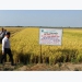 Kiên Giang increases rice output