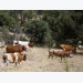 Arid lands ranching focus of high-tech project