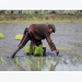 Asia Rice-African demand boosts Vietnam rates, India prices dip to 4-month low